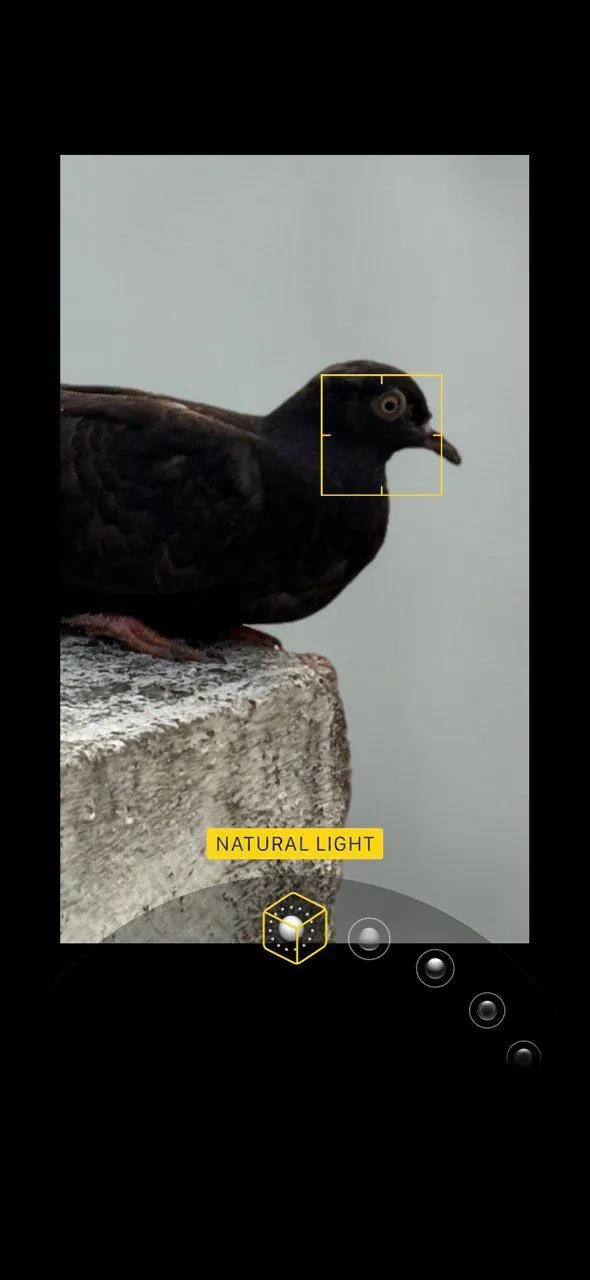 Giao diện camera iPhone với chế độ Chân dung và Ánh sáng Tự nhiên được chọn, hiển thị ảnh chụp ban ngày tự nhiên.