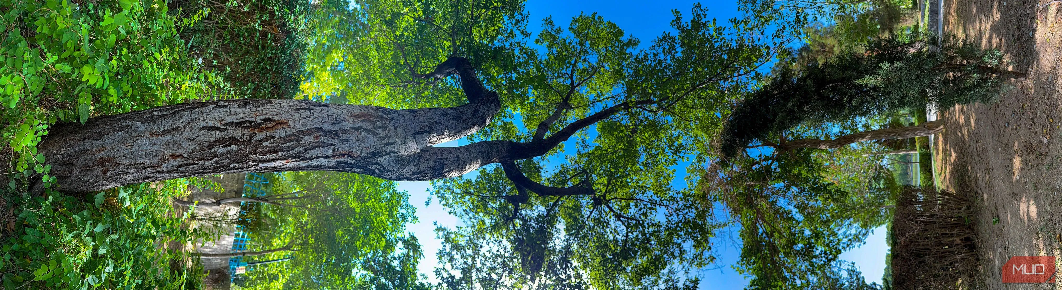 alt text mô tả ảnh panorama dọc của cây trong công viên được xoay ngang, tạo hiệu ứng nghệ thuật độc đáo