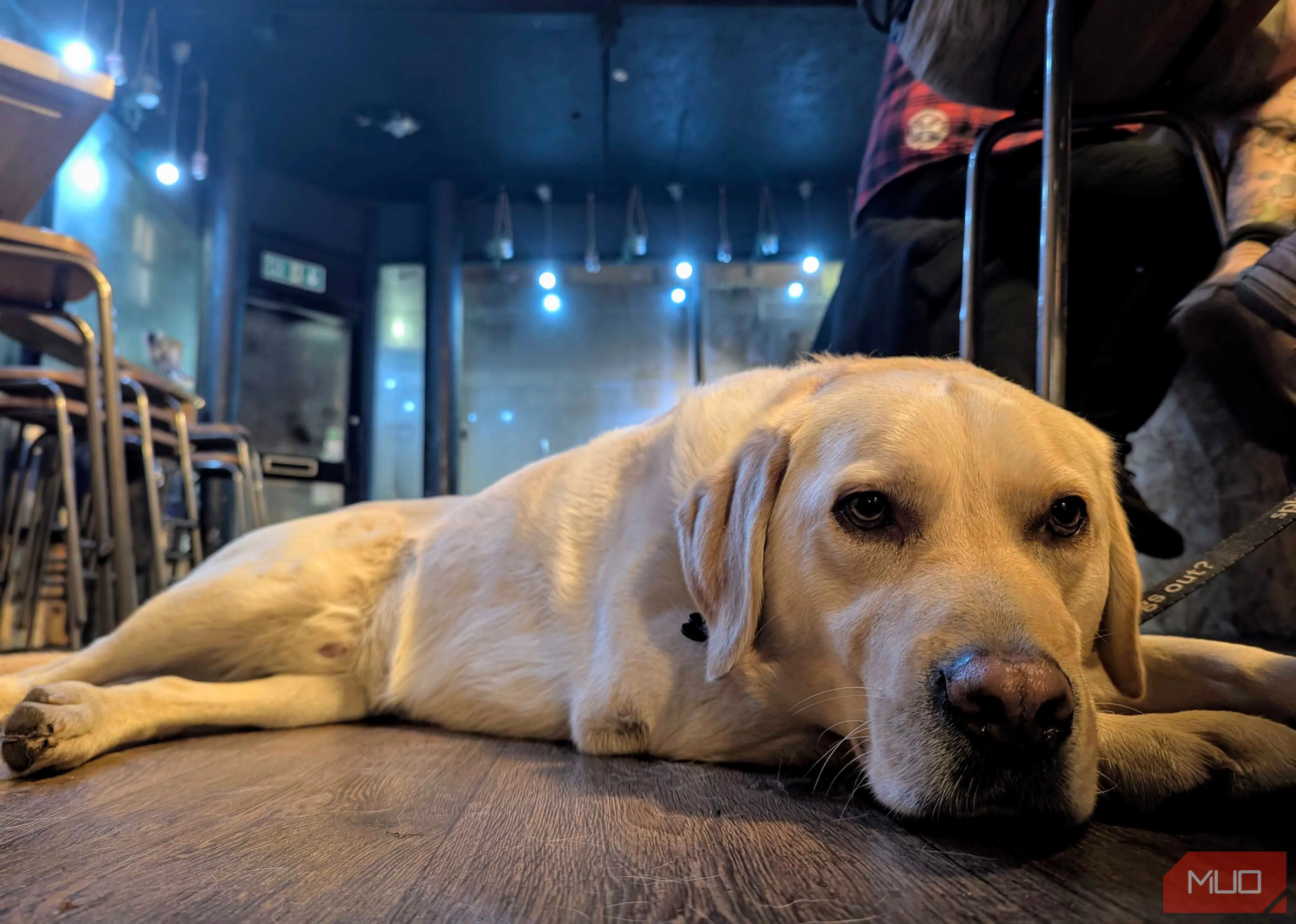 Chú chó Labrador đáng yêu chụp từ góc thấp, làm nổi bật sự to lớn và gần gũi của vật nuôi.